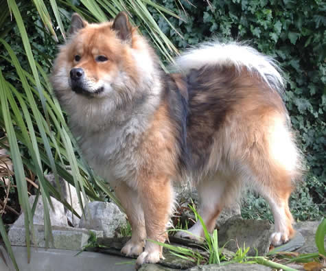eurasier dog breed