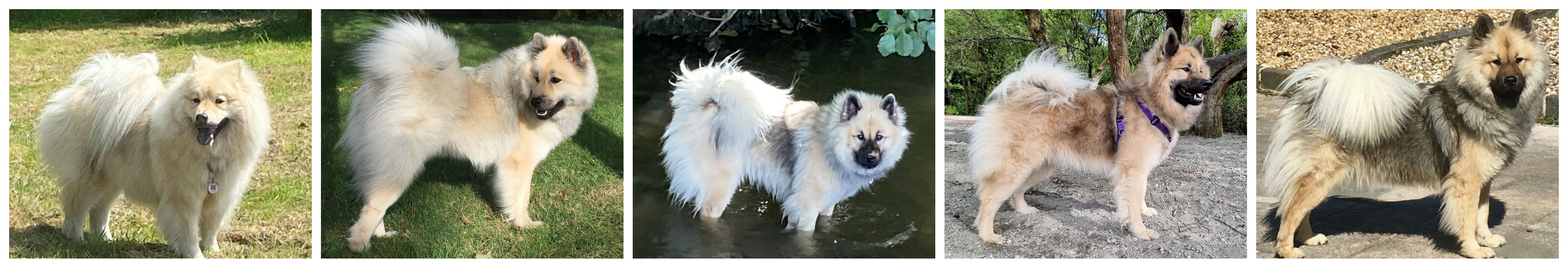 Cream Coloured Eurasiers