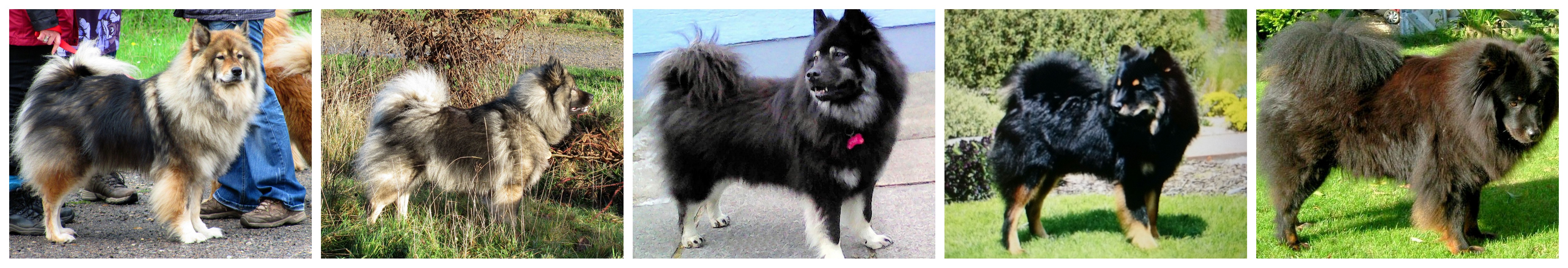 Dark Coloured Eurasiers