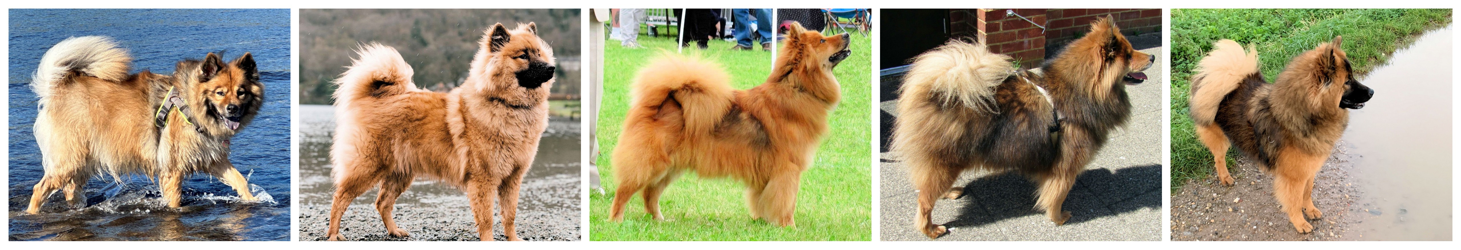 Red Coloured Eurasiers