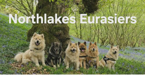 Northlakes Eurasiers